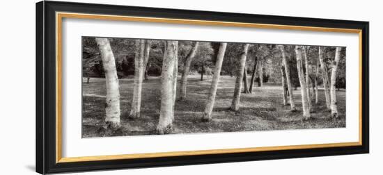 Birch Trees No.1-Alan Blaustein-Framed Photographic Print