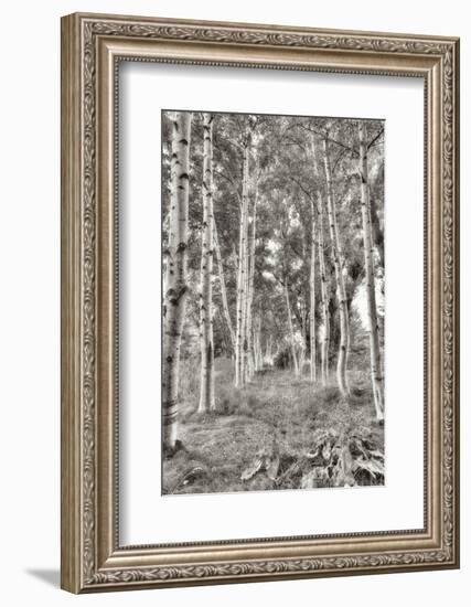 Birch Trees No.3-Alan Blaustein-Framed Photographic Print