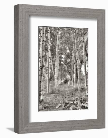 Birch Trees No.3-Alan Blaustein-Framed Photographic Print