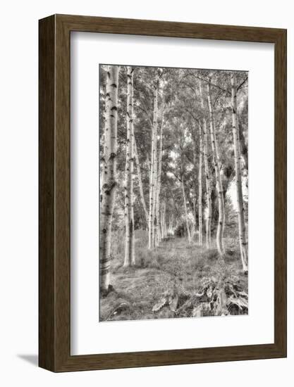 Birch Trees No.3-Alan Blaustein-Framed Photographic Print