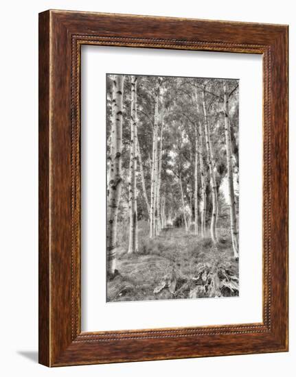 Birch Trees No.3-Alan Blaustein-Framed Photographic Print