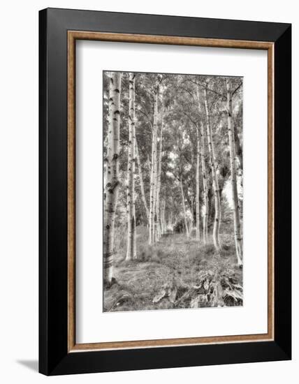 Birch Trees No.3-Alan Blaustein-Framed Photographic Print