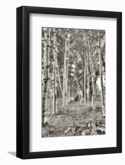 Birch Trees No.3-Alan Blaustein-Framed Photographic Print