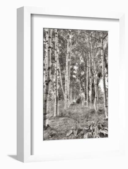 Birch Trees No.3-Alan Blaustein-Framed Photographic Print