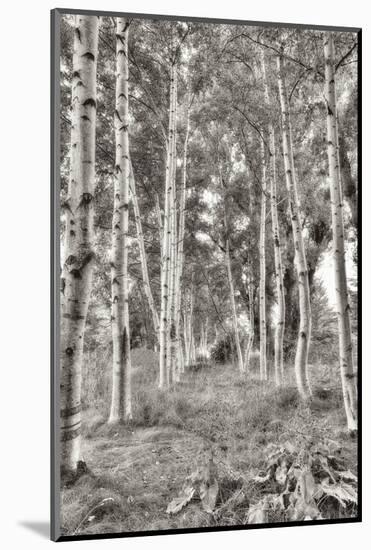 Birch Trees No.3-Alan Blaustein-Mounted Photographic Print