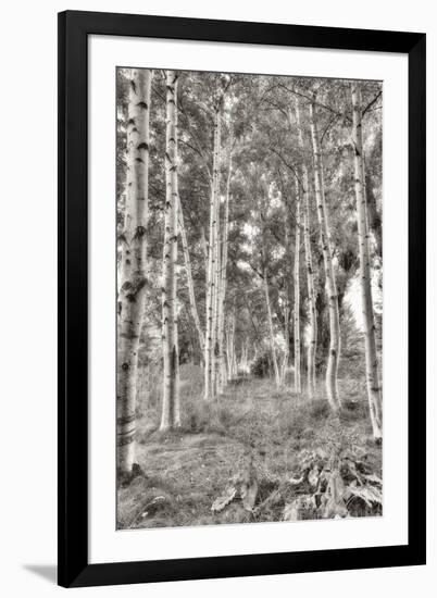 Birch Trees No.3-Alan Blaustein-Framed Photographic Print