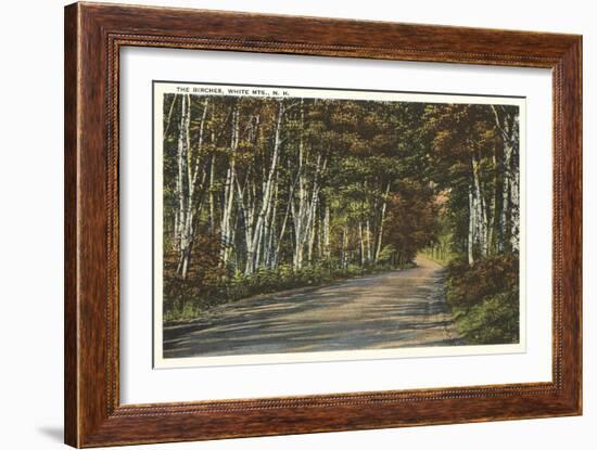 Birch Trees, White Mountains, New Hampshire-null-Framed Art Print