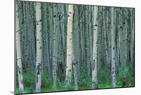 Birch Trees-null-Mounted Photographic Print