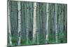 Birch Trees-null-Mounted Photographic Print