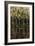 Birch Trees-Sydney Edmunds-Framed Giclee Print