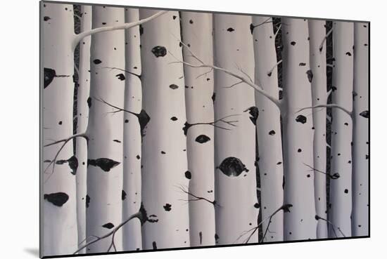 Birch Trees-Tina Palmer-Mounted Giclee Print