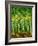 Birch Trees-Bonnie B. Cook-Framed Giclee Print