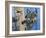 Birch Wolf-Bill Makinson-Framed Giclee Print