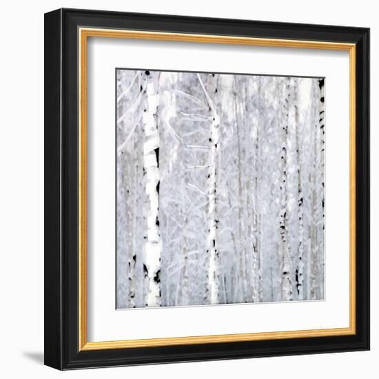 Birch Wonderland-Parker Greenfield-Framed Art Print