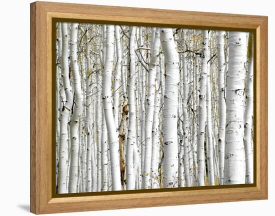 Birch Wood-PhotoINC-Framed Premier Image Canvas