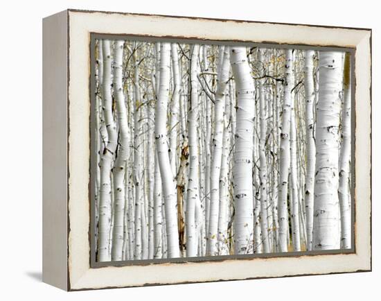 Birch Wood-PhotoINC-Framed Premier Image Canvas