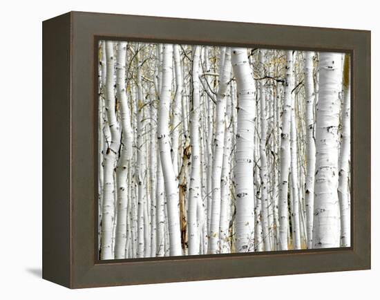 Birch Wood-PhotoINC-Framed Premier Image Canvas