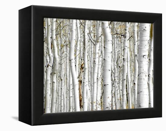 Birch Wood-PhotoINC-Framed Premier Image Canvas