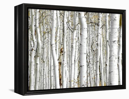 Birch Wood-PhotoINC-Framed Premier Image Canvas