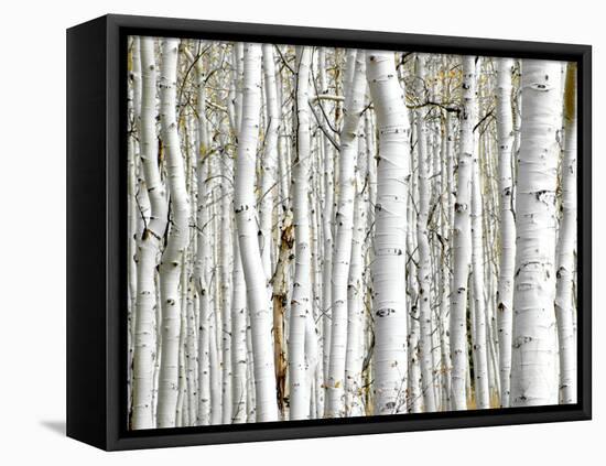 Birch Wood-PhotoINC-Framed Premier Image Canvas