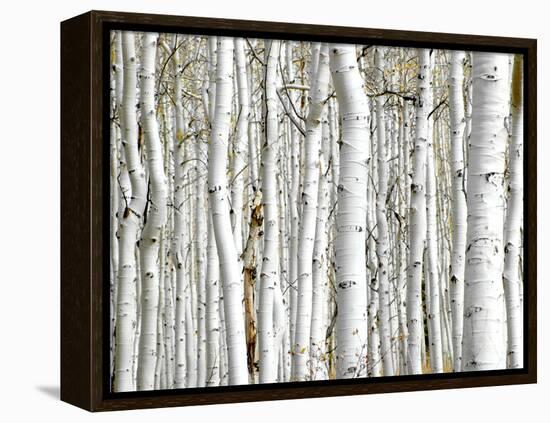 Birch Wood-PhotoINC-Framed Premier Image Canvas