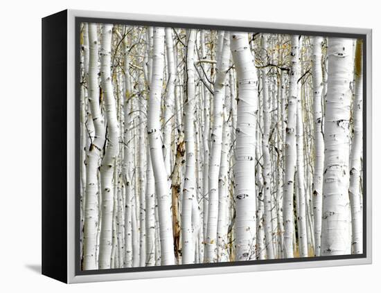 Birch Wood-PhotoINC-Framed Premier Image Canvas