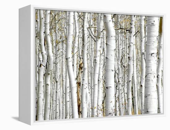Birch Wood-PhotoINC-Framed Premier Image Canvas