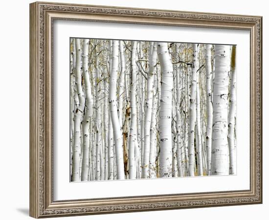 Birch Wood-PhotoINC-Framed Photographic Print