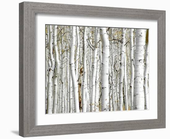 Birch Wood-PhotoINC-Framed Photographic Print