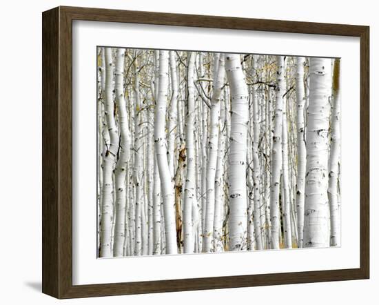 Birch Wood-PhotoINC-Framed Photographic Print