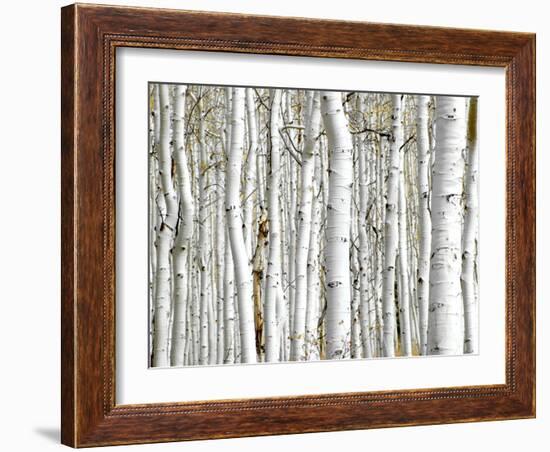 Birch Wood-PhotoINC-Framed Photographic Print