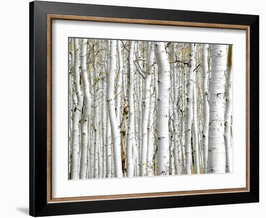 Birch Wood-PhotoINC-Framed Photographic Print