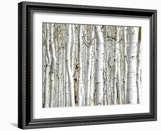 Birch Wood-PhotoINC-Framed Photographic Print