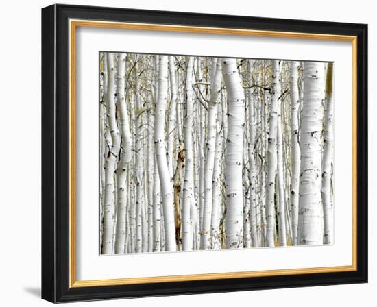 Birch Wood-PhotoINC-Framed Photographic Print