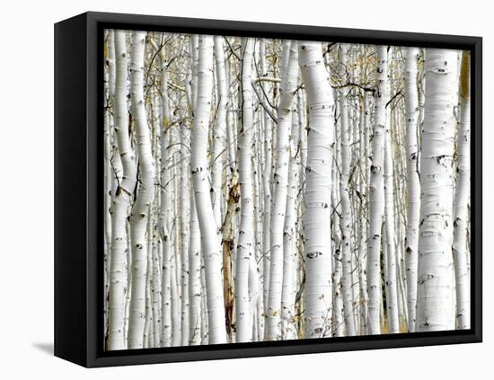 Birch Wood-PhotoINC-Framed Stretched Canvas