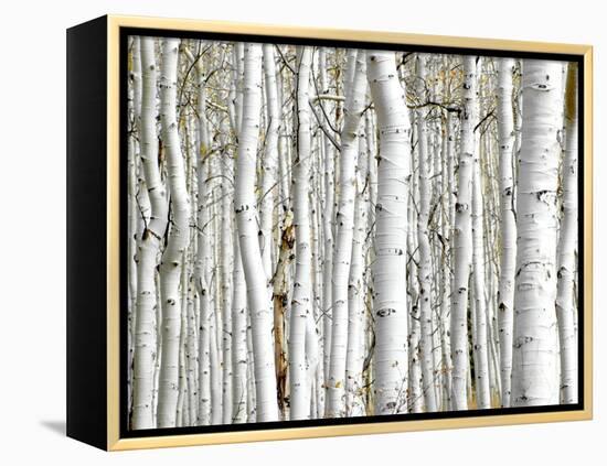 Birch Wood-PhotoINC-Framed Stretched Canvas