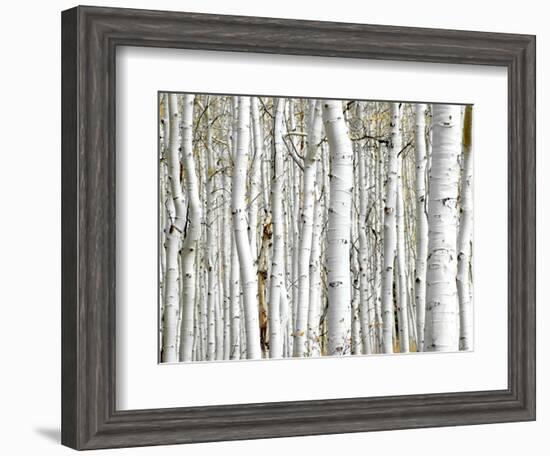 Birch Wood-PhotoINC-Framed Art Print