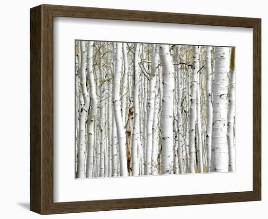 Birch Wood-PhotoINC-Framed Art Print