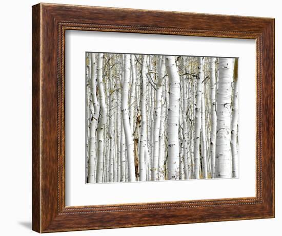 Birch Wood-PhotoINC-Framed Art Print