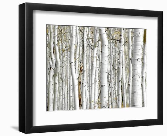 Birch Wood-PhotoINC-Framed Art Print