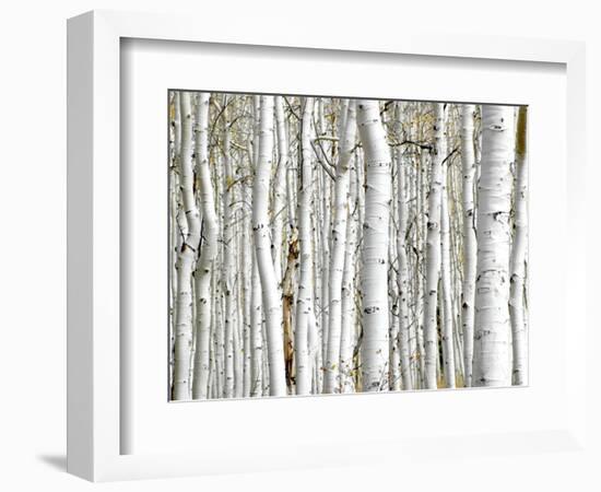 Birch Wood-PhotoINC-Framed Art Print