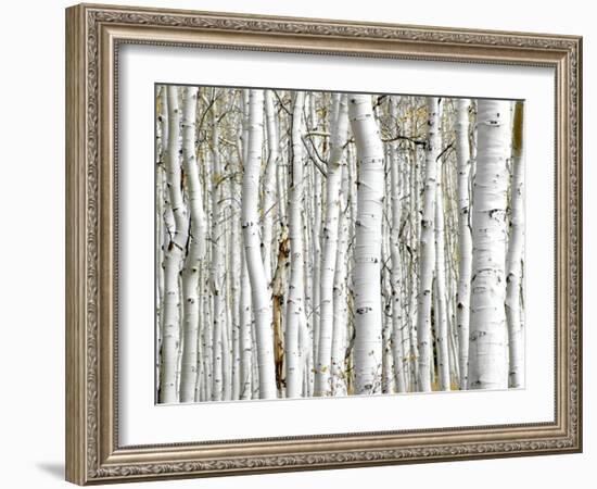 Birch Wood-PhotoINC-Framed Art Print