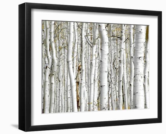 Birch Wood-PhotoINC-Framed Art Print