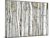 Birch Wood-PhotoINC-Mounted Art Print