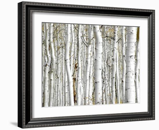 Birch Wood-PhotoINC-Framed Art Print