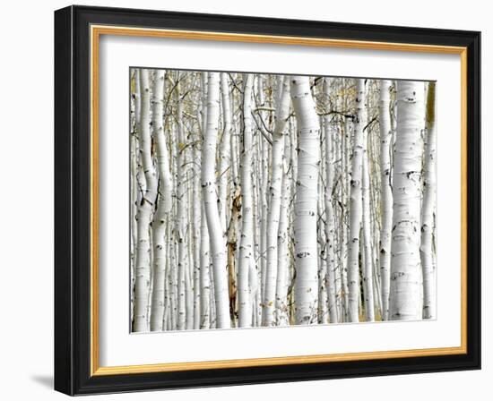 Birch Wood-PhotoINC-Framed Art Print