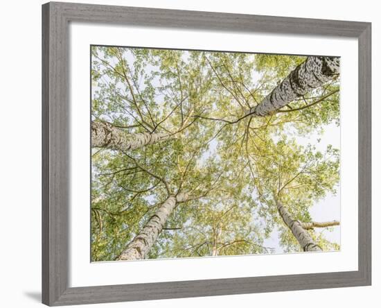 Birch woods in spring-Pangea Images-Framed Art Print