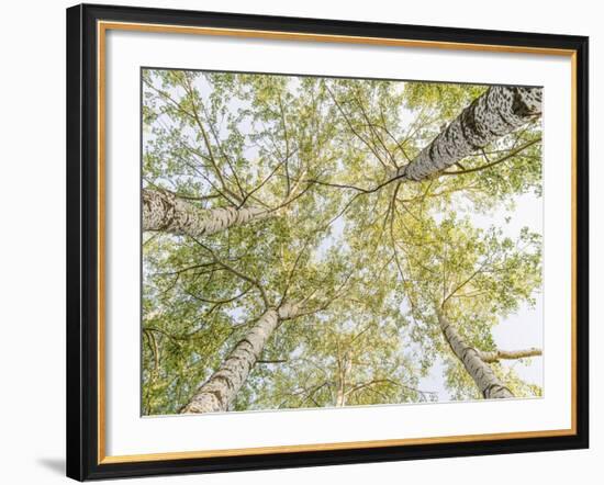 Birch woods in spring-Pangea Images-Framed Art Print