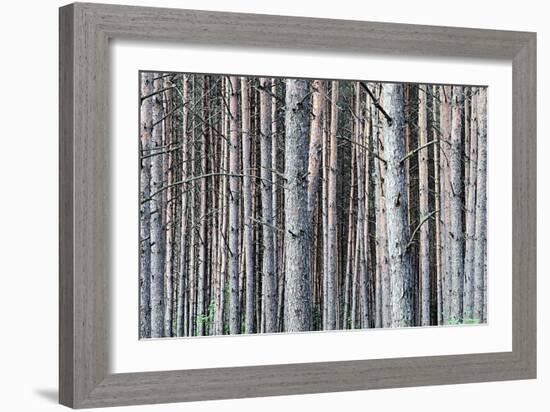 Birch Woods-Sandro De Carvalho-Framed Art Print