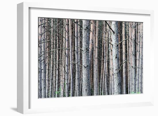 Birch Woods-Sandro De Carvalho-Framed Art Print